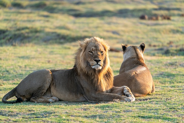 Lion Breeding