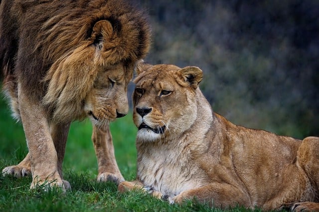 Lion Breeding